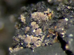Cactus Lichen thumbnail 3