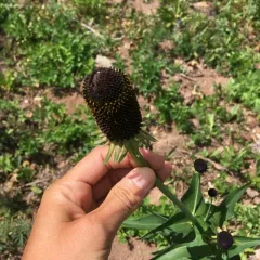 western cone-flower thumbnail 4