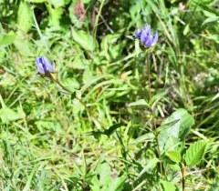 Closed Gentian thumbnail 2