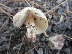 Lepiota lilacea thumbnail 2
