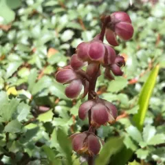 Leafless wintergreen thumbnail 1