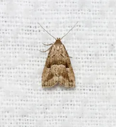Large Hypenodes Moth thumbnail 2