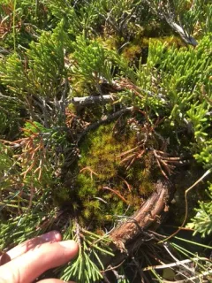 Dicranum brevifolium thumbnail 3