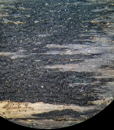 Colpoma crispum
