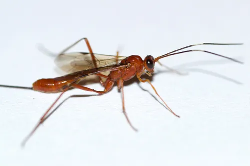 Mesostenus longicaudis