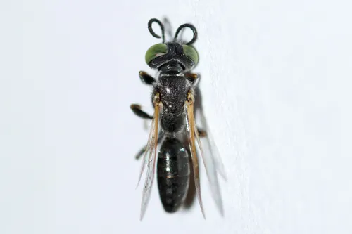 Tachytes mergus