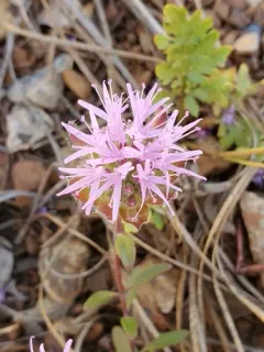 serpentine monardella thumbnail 4