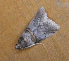 Hickory Shoot Borer Moth thumbnail 3