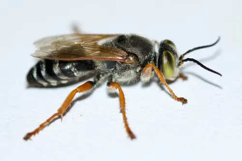 Tachytes validus