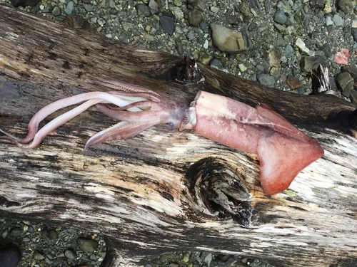 Boreal Clubhook Squid