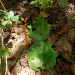 Round-leaved Bog Orchid thumbnail 4