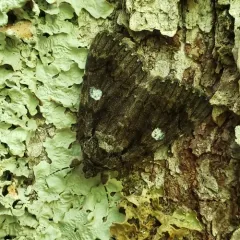 Ilia Underwing thumbnail 4