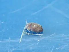 Mesocoelopus collaris thumbnail 2
