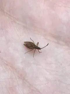Melanorhopala clavata thumbnail 2