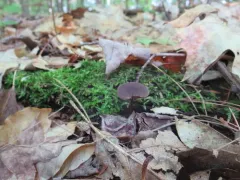 Gymnopus alkalivirens thumbnail 1