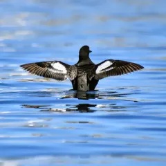 Pigeon Guillemot thumbnail 3