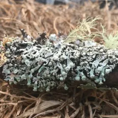 Port-hole Lichen thumbnail 2