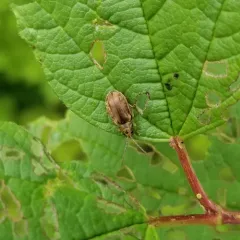 Viburnum Leaf Beetle thumbnail 4