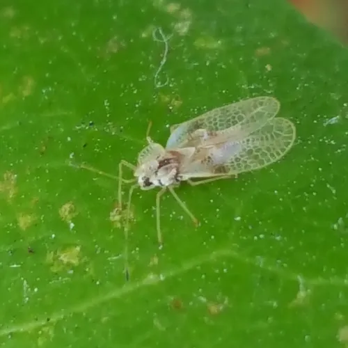 Rhododendron Lace Bug