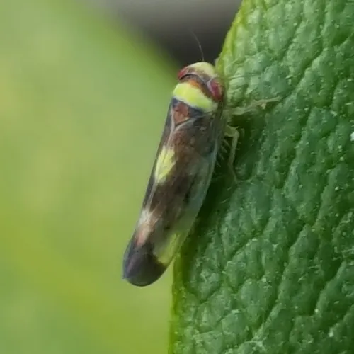 Mountain Leafhopper