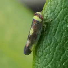 Mountain Leafhopper thumbnail 1