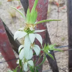 spotted horsemint thumbnail 3