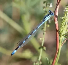 Alkali Bluet thumbnail 4
