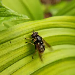 Western Pond Fly thumbnail 4
