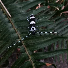 Banded Alder Borer thumbnail 3