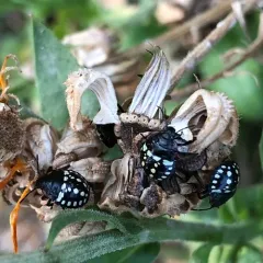 Southern Green Stink Bug thumbnail 2