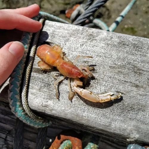 Bay Ghost Shrimp