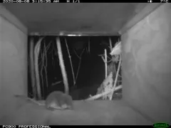 Northern Water Shrew thumbnail 4