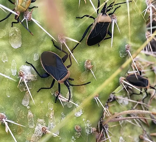 Cactus Coreid Bug