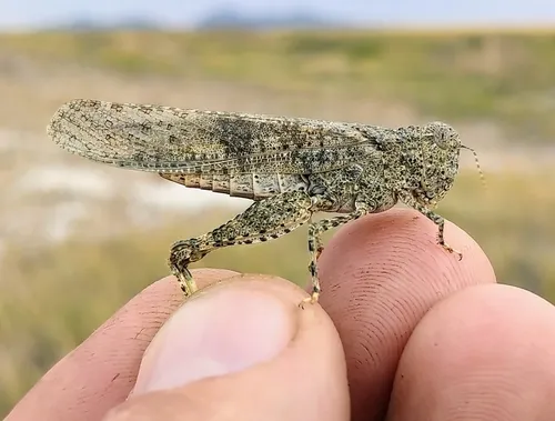 Wrangler Grasshopper