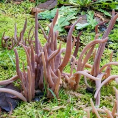 Purple Spindles thumbnail 3