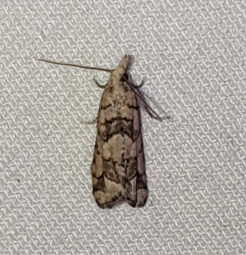 Epinotia subviridis