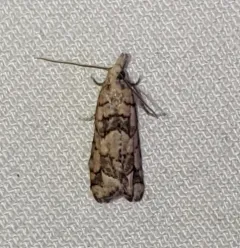 Epinotia subviridis thumbnail 1