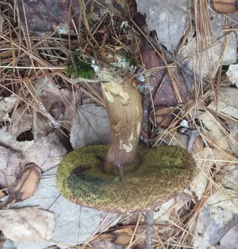 Bay Bolete