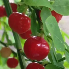 Red Huckleberry thumbnail 4