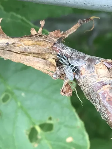 Paradidyma singularis