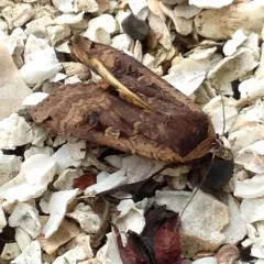 Large Yellow Underwing thumbnail 2