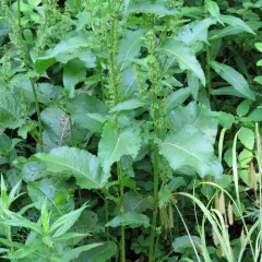 broad-leaved dock thumbnail 2