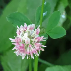Alsike clover thumbnail 4