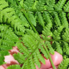 mountain wood fern thumbnail 3