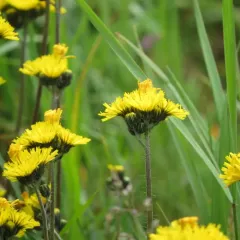 meadow hawkweed thumbnail 3