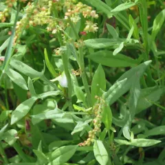 Sheep's sorrel thumbnail 3
