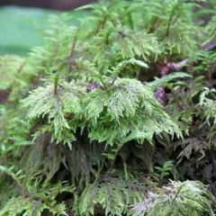 stairstep moss thumbnail 2