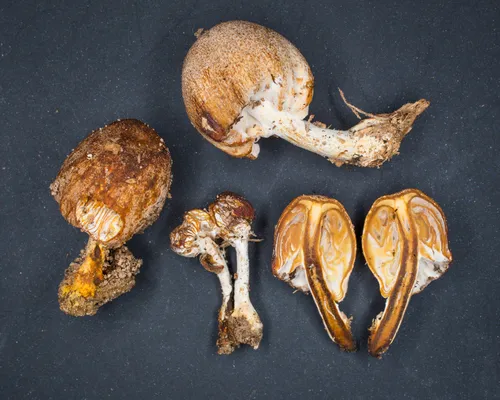 Hypomyces tubariicola