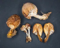 Hypomyces tubariicola thumbnail 1