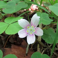 mountain woodsorrel thumbnail 3